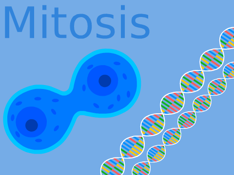 Mitosis