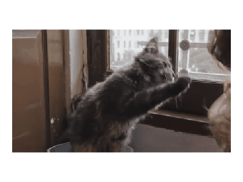 cat high five