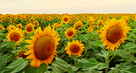 ~Sunflower~
