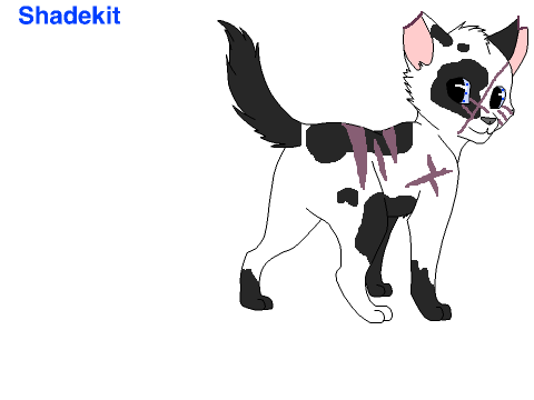 Kitten Signup for MoonClan RP remix