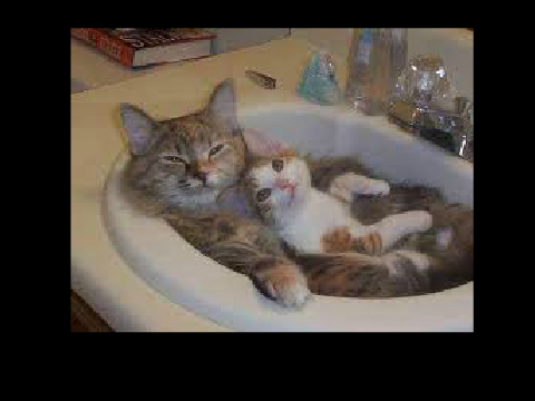Cute cats
