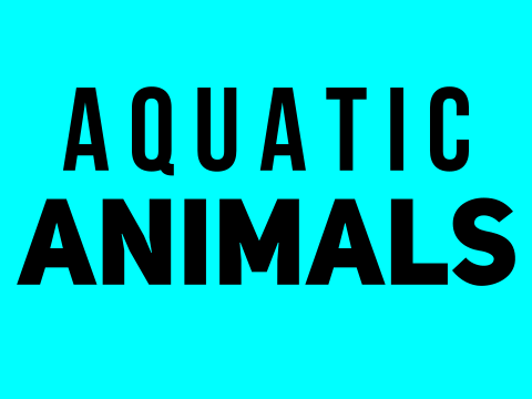 Aquatic animals | Graphical
