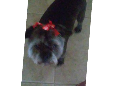 I dont think im pretty yet so heres my doggo