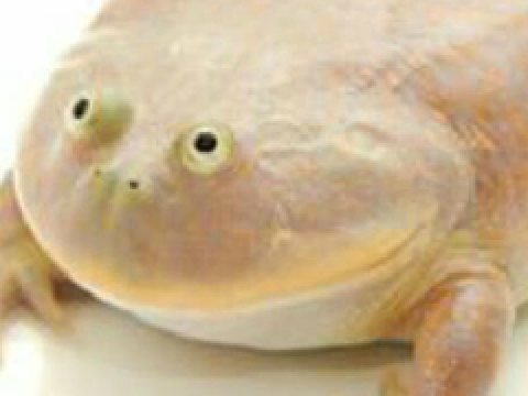 It is Wednesday my dudes.