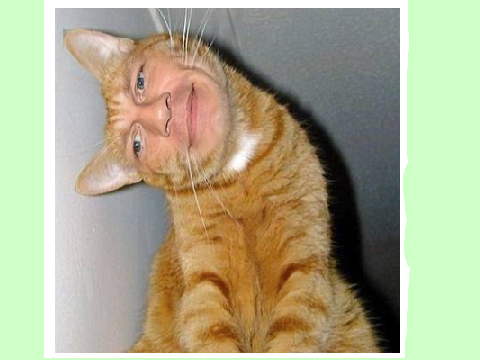 John Cenas face on a cat!!!!