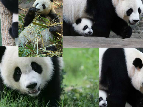 Panda pa pa panda