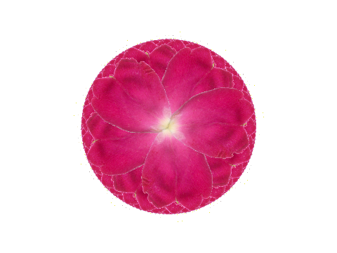 Realistic Flower Generator