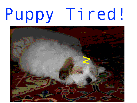 Cute Pictures of Dogs: pt. 1
