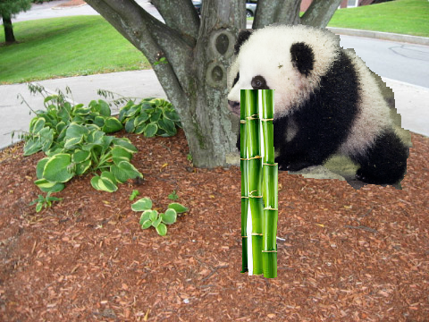 Welcome to the Zoo!