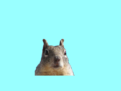 make the squirrel's face look strange