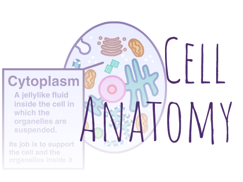 Cell Anatomy