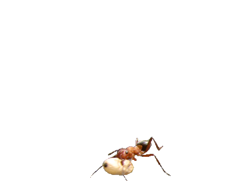 ant