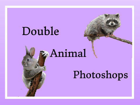 - Photoshops -