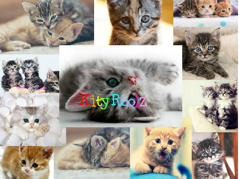 Who Loves Cats?