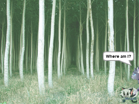 The lost cat