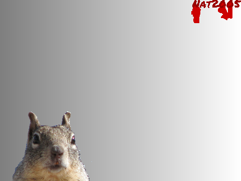 Squirrel