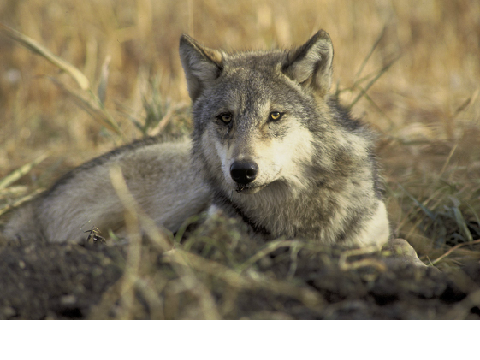 Help Stop the Wolf Hunt!