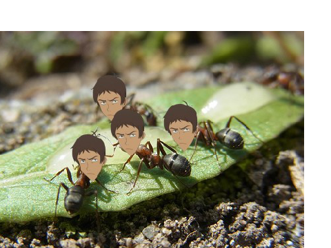 Lance The Ants