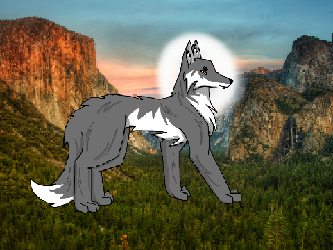 Grey wolf of Yosemite