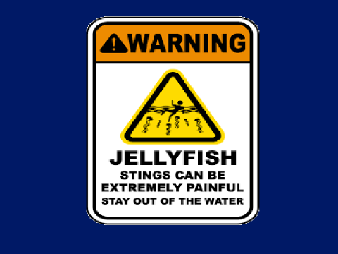 Jellyfish