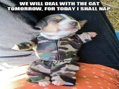 Join the corgi army today