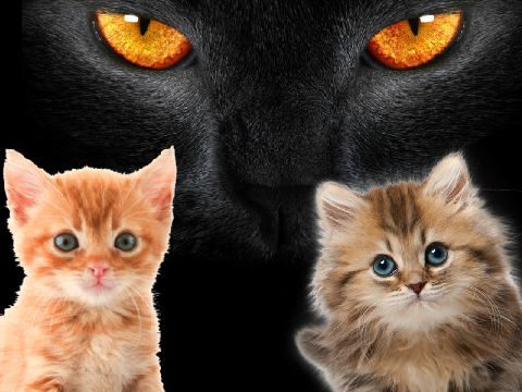 cute kittens