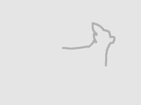 Goast cat