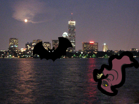Bat ray's
