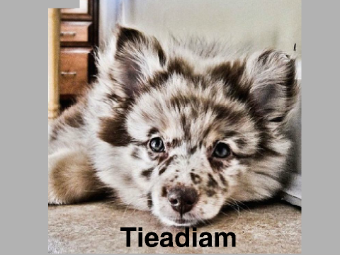 NEW! Tieadiam dog breed.