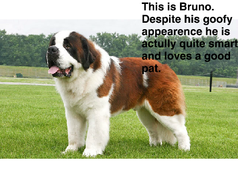 St. Bernard for adoption.