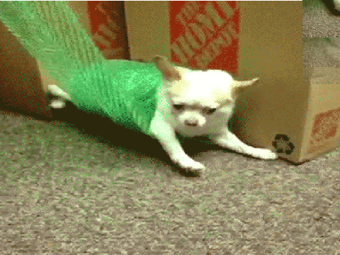 clappy dog