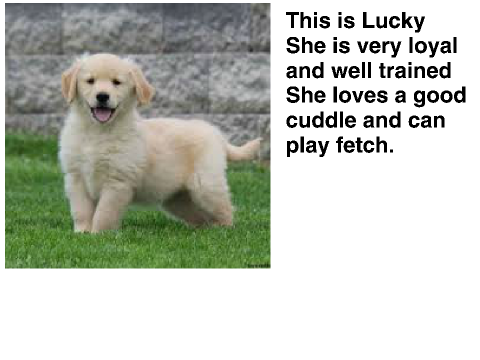 Adopt a Golden Retriever
