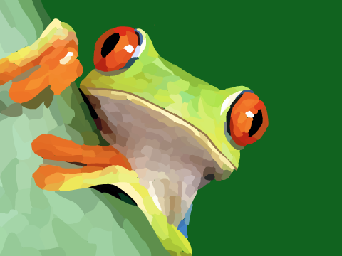 First blockshade- Red eyed tree frog