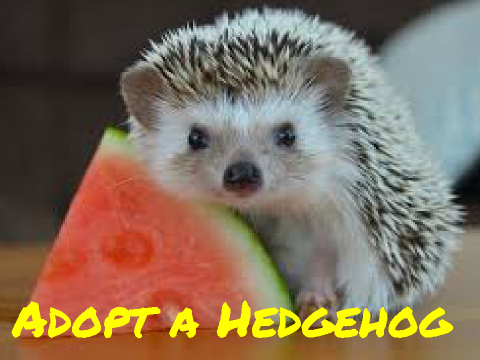 Adopt a Hedgehog