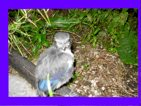 baby bird