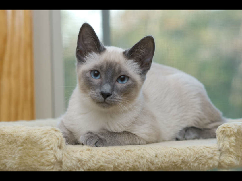 Neko The Cat