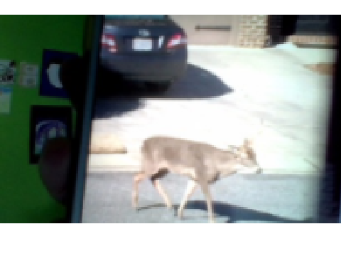 ⚡️A DEER⚡️