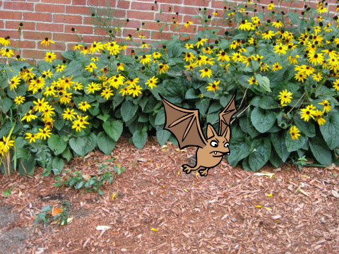 Fred the bat/forgot what the name was for this assignment 
