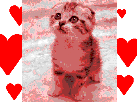 cute kitty!!!!!!!!!!!!!!
