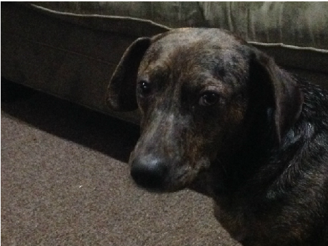 My dog lelly