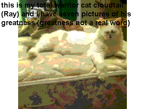 Ray / CloudTail, my cat