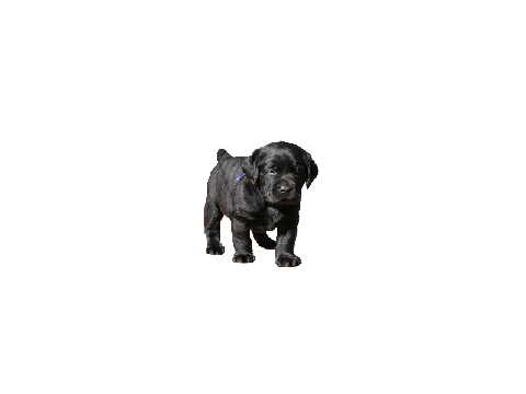 puppy clone