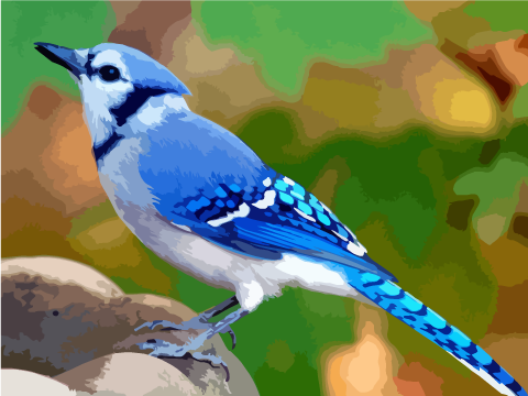 Speed-Draw Blue Jay