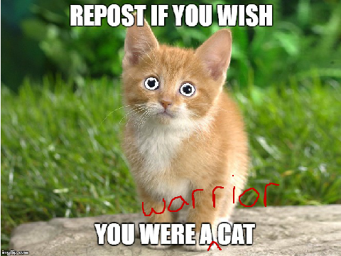 Repost If You Wish You Were A Warrior Cat  remix remix remix