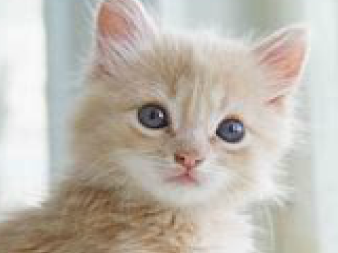 If only (CATS)