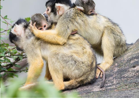 Skall Monkeys are fun!