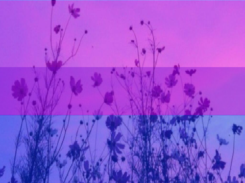 Bi pride ~