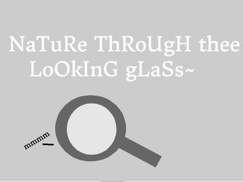 Nature~ Through the Looking Glass