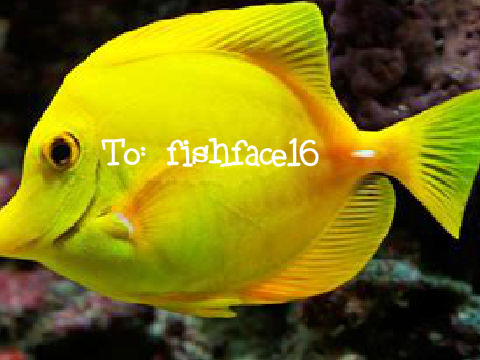 Friendship | fishface16!!!