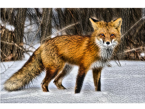 Prismacolor Fox